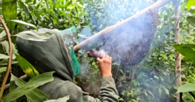 Người thợ gác kèo Tây Ninh: Mật ong rừng thơm ngọt từ những hiểm nguy và tình người