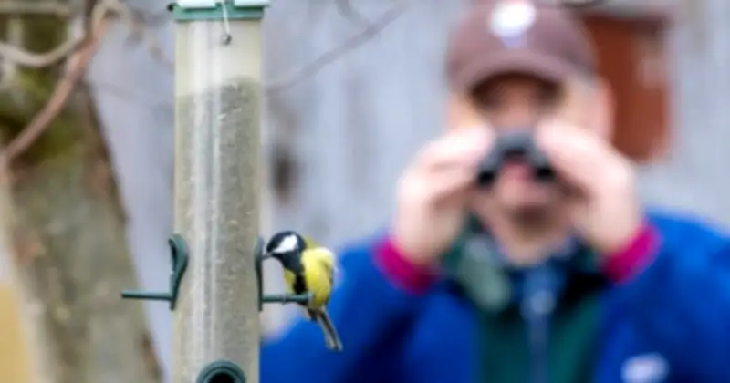 Ngắm Chim Giúp Làm Chậm Lão Hóa Não Bộ: Nghiên Cứu Mới Từ Canada