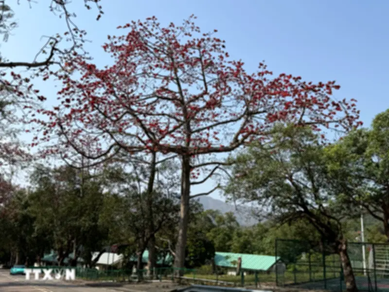 Ngắm hoa gạo bừng nở trong tiết xuân tại Hong Kong