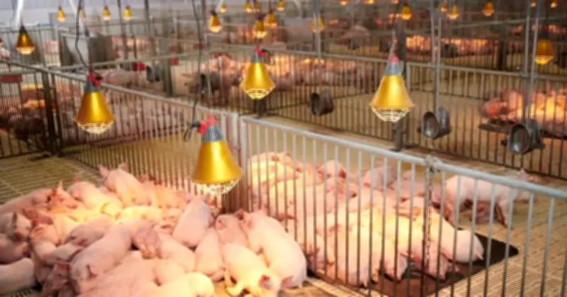 Ngành Chăn Nuôi Việt Nam: Tự Làm Mới Để Trở Thành 'Bếp Ăn Của Thế Giới'