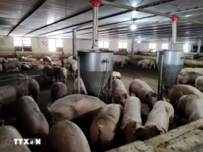 Ngành chăn nuôi Việt Nam tăng cường tự chủ nguyên liệu để ứng phó biến động toàn cầu