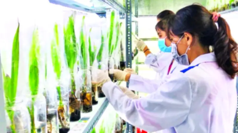 Ngành dừa Vĩnh Long phát triển bền vững, nâng cao giá trị và thu nhập cho nông dân