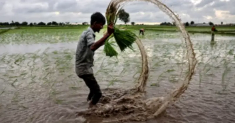 Ngành gạo Nigeria lao đao vì nhập khẩu và buôn lậu, hàng loạt nhà máy đóng cửa