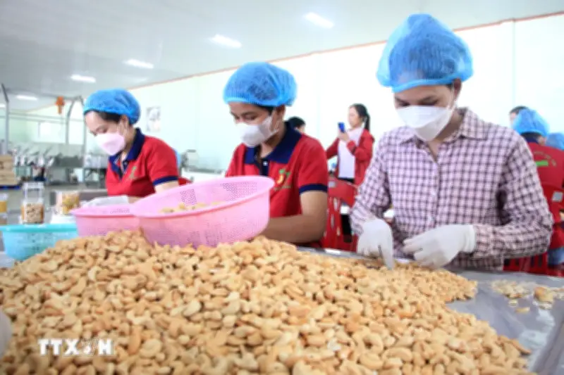 Ngành điều Việt Nam đối mặt nghịch lý: Xuất khẩu hàng đầu nhưng phụ thuộc nguyên liệu