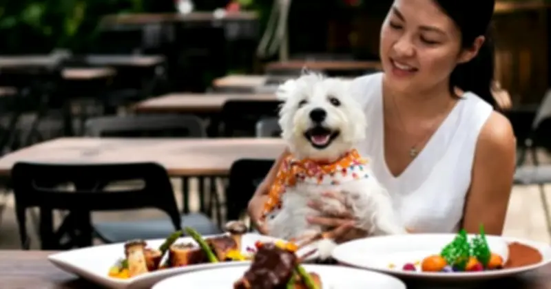 Nhà Hàng Đập Bỏ 600 Bộ Bát Đĩa Vì Khách Mang Chó Lên Bàn Ăn: Quyết Định Gây Tranh Cãi