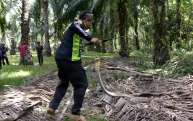 Nhà nghiên cứu bị rắn hổ mang chúa hung dữ nhất tấn công cổ khi bắt