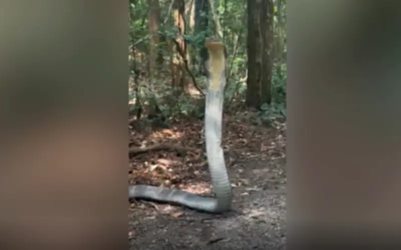 Nhà nghiên cứu trẻ đối mặt rắn hổ mang chúa 4 mét trong khu bảo tồn Thái Lan