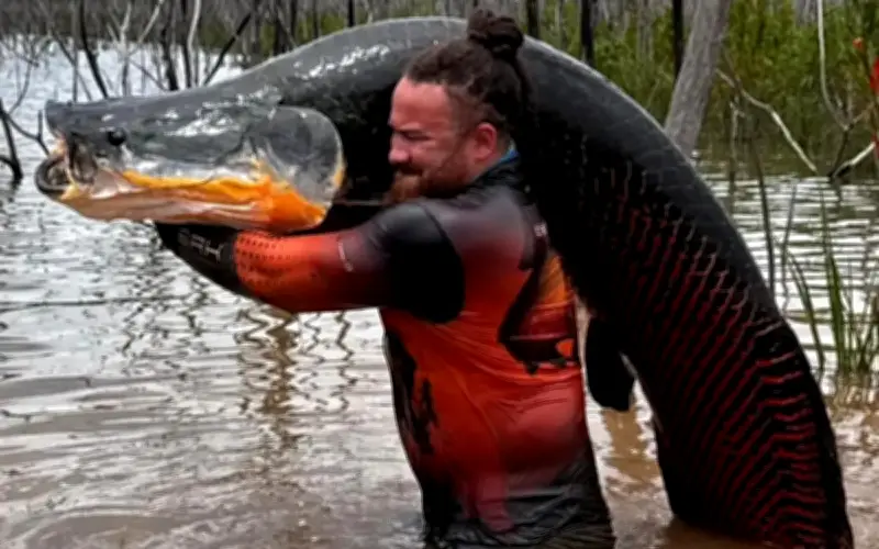 Nhà sinh vật học bắt cá pirarucu khổng lồ 2,2 mét, 100 kg ở Brazil