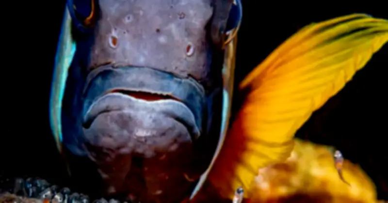 Nhiếp ảnh gia Úc Matty Smith đăng quang Nhiếp ảnh dưới nước năm 2026 với hình ảnh hải cẩu voi