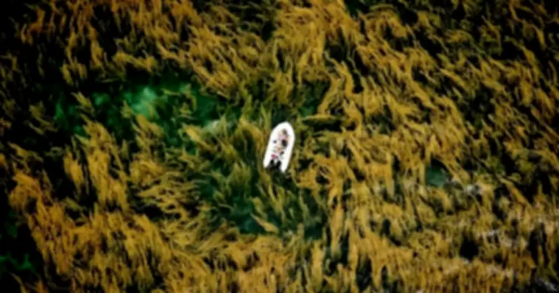 Nhiếp ảnh gia Việt thắng giải quốc tế với bức ảnh 'bãi rong mơ' Côn Đảo