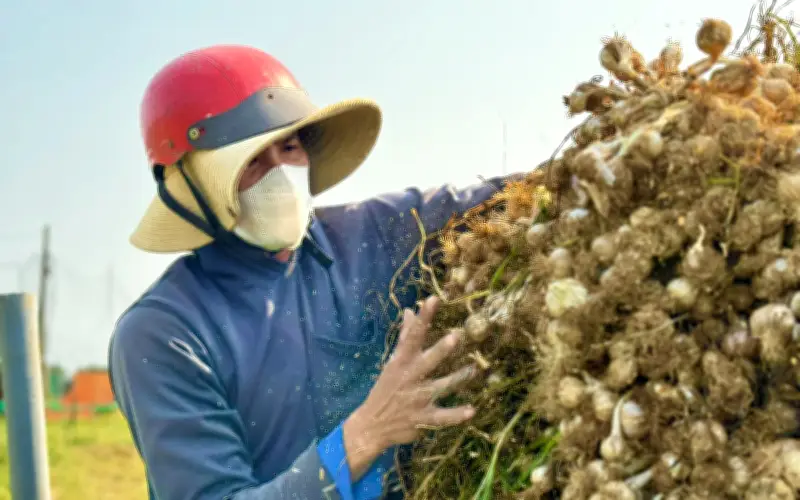 Những Chuyến Xe Không Ngừng Nghỉ Giữa Cánh Đồng Tỏi Lý Sơn Mùa Thu Hoạch