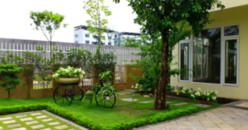 Những Loại Cây Không Nên Trồng Trước Cửa Nhà: Lý Do Từ Phong Thủy Đến Thực Tế