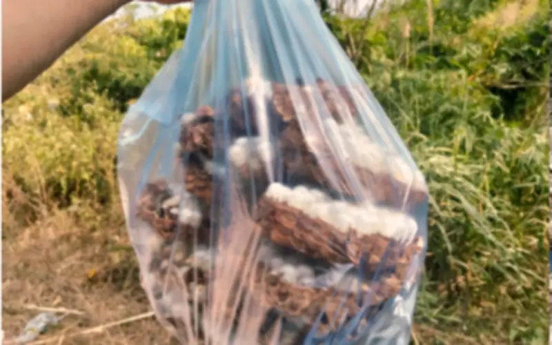 Nhộng Ong Đất Tây Bắc: Đặc Sản 'Nhìn Sợ Nhưng Ăn Mê' Giá Cao Ngất