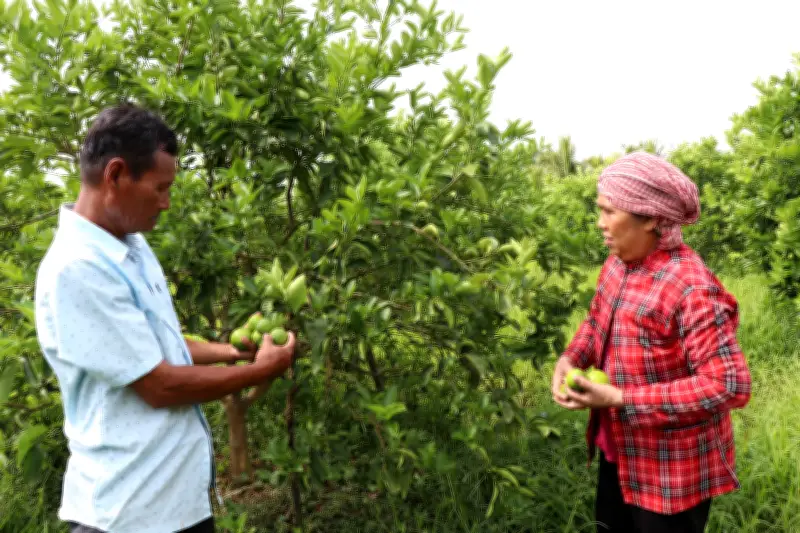 Nhu cầu cao, giá chanh tại Vĩnh Long tăng mạnh trong mùa hè