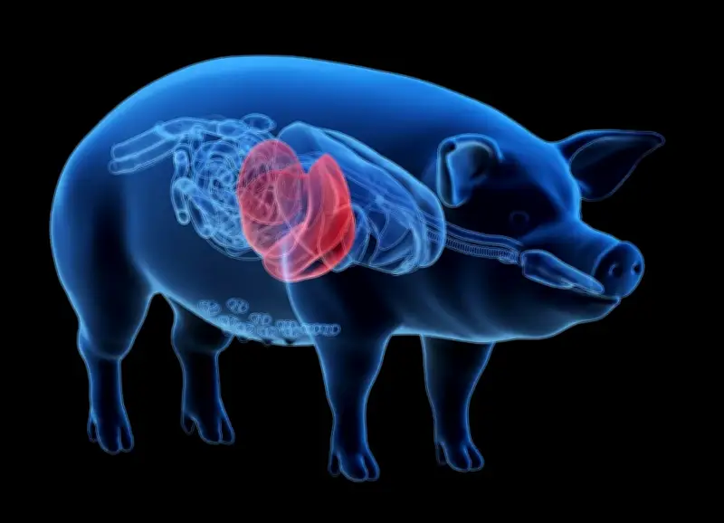 Nối gần lỗ với mạch máu ở chân, cứu sống người đàn ông chờ ghép tạng