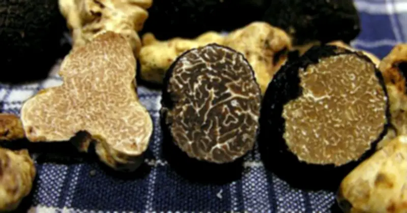 Nấm Cục Trắng Truffle: 'Vàng Trắng' Ẩm Thực Với Giá Trị Ngất Ngưởng
