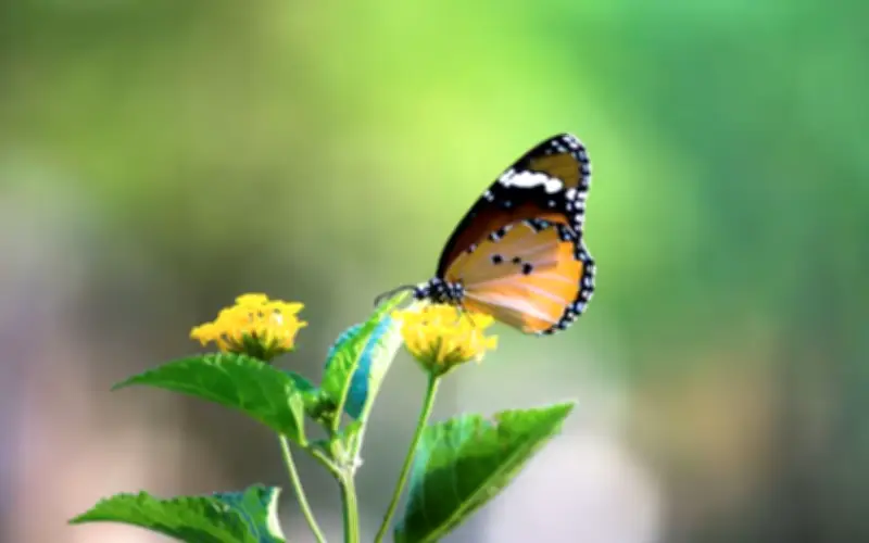 Năm Sinh AI Sở Hữu Hai Con Số Vàng: Gặp Quý Nhân, Sự Nghiệp Thăng Tiến Vùn Vụt