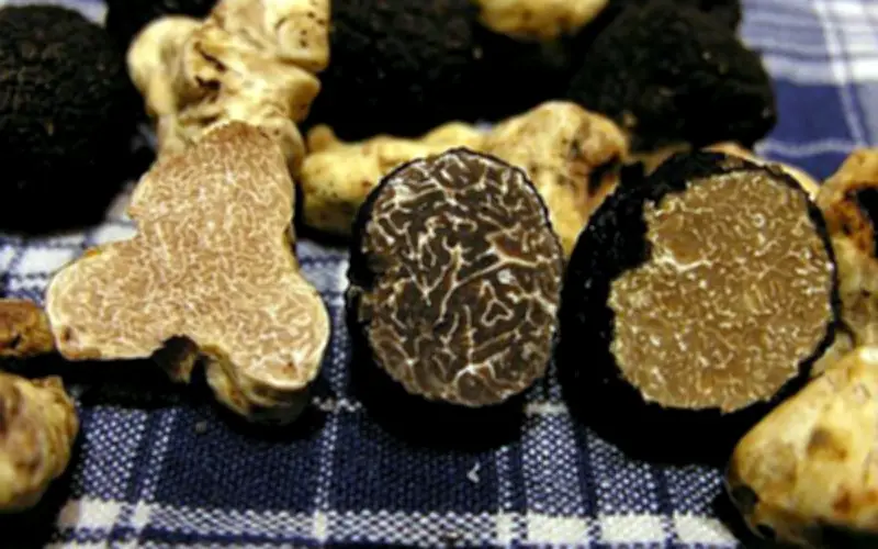 Nấm Truffle Trắng: Loại Nấm Đắt Nhất Thế Giới Với Giá Trị Cao Hơn Cả Vàng