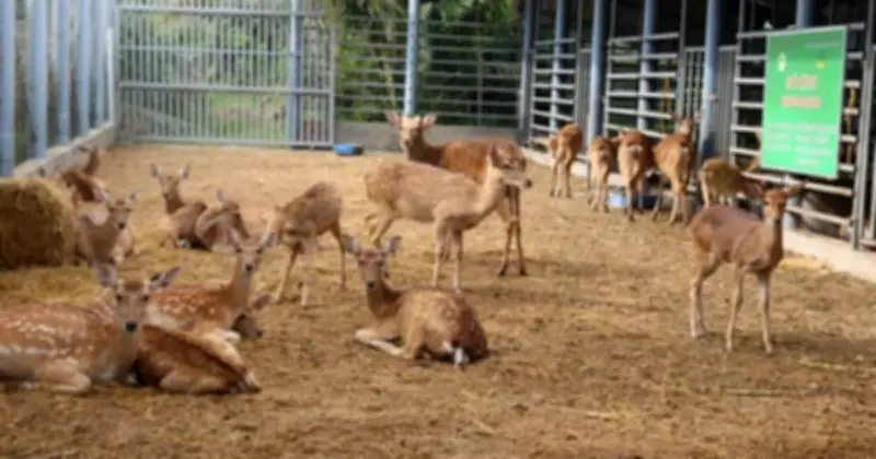 Nông dân An Giang thành công với mô hình nuôi hươu lấy nhung, thu nhập 300 triệu đồng/năm