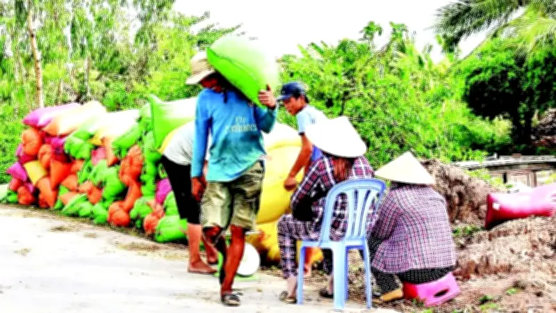 Nông dân Cà Mau rạng rỡ với mô hình lúa giảm phát thải, lợi nhuận tăng vọt