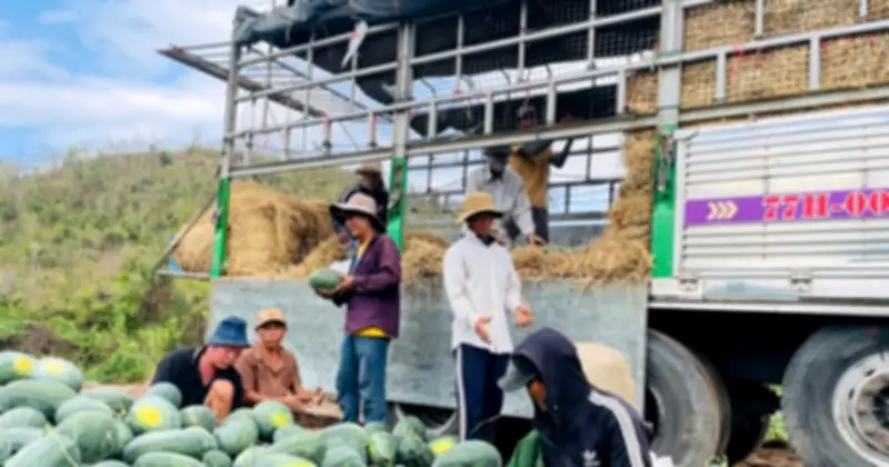 Nông dân Gia Lai buồn bã vì dưa hấu rớt giá, lỗ nặng giữa mùa thu hoạch