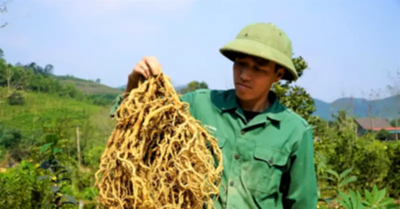 Nông dân Hà Tĩnh thu tiền tỷ nhờ trồng cây thanh đạm, mở hướng làm giàu mới