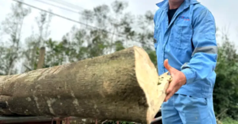 Nông dân Hà Tĩnh thu trăm tỷ nhờ tìm vàng trong thân cây