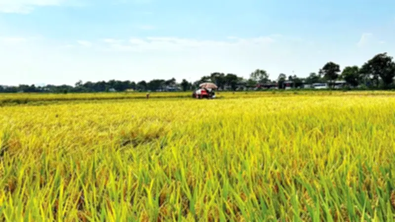 Nông dân Hưng Yên, Hải Phòng, Hà Nội mạnh dạn tích tụ ruộng đất, xây dựng cánh đồng mẫu lớn