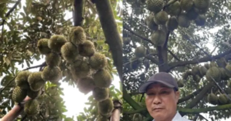 Nông dân Đắk Lắk thu 15 tỷ đồng từ sầu riêng, chia sẻ bí quyết thành công
