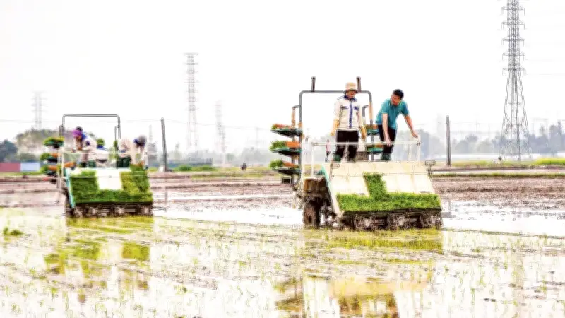 Nông dân miền Bắc hối hả gieo cấy, hứa hẹn vụ đông xuân bội thu năm 2026