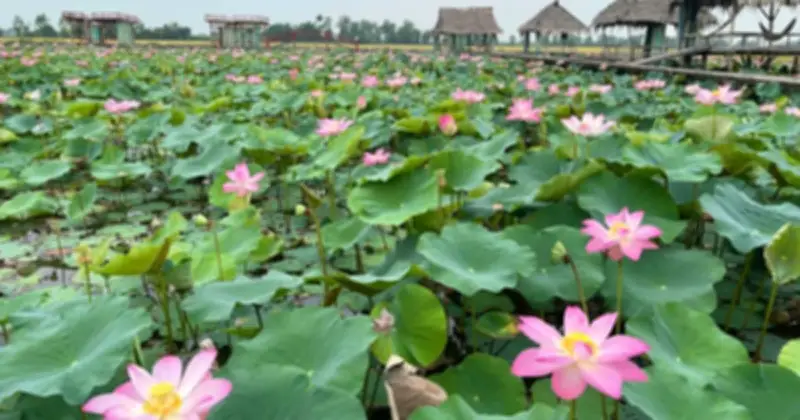 Nông dân Đồng Tháp biến cánh đồng sen thành điểm du lịch triệu đô thu hút khách