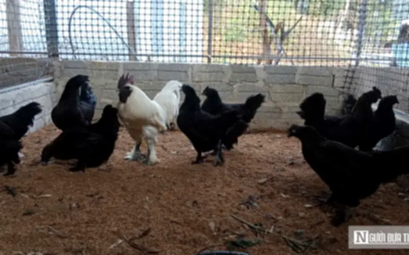 Nông dân Nghệ An làm giàu từ mô hình nuôi gà quý hiếm đặc sản