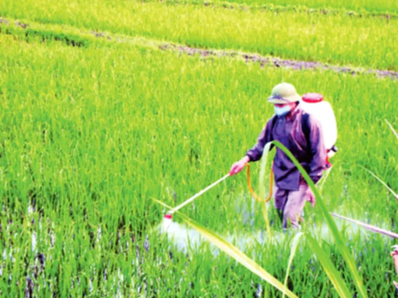 Nông Dân Nghệ An Tự Chế Thuốc Trừ Sâu Sinh Học Từ Thảo Mộc, Hướng Tới Canh Tác Bền Vững