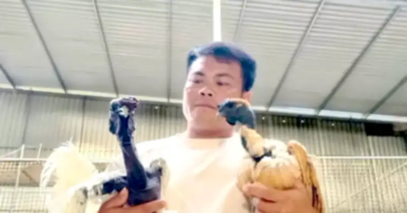 Nông dân Nghệ An thành công với mô hình nuôi gà đặc sản ngoại nhập