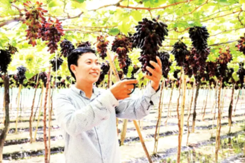 Nông dân Ninh Thuận làm giàu từ nho không hạt và du lịch trải nghiệm