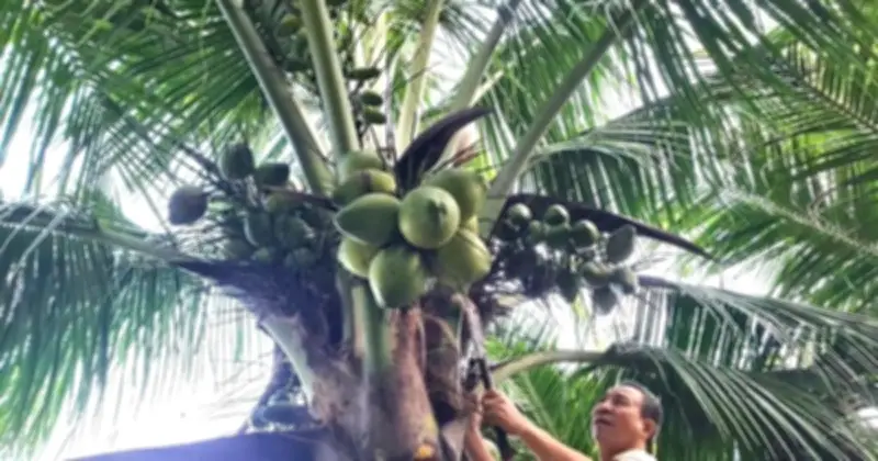 Nông dân Quảng Trị thu lãi 500 triệu đồng mỗi năm từ mô hình trồng dừa xiêm quy mô lớn