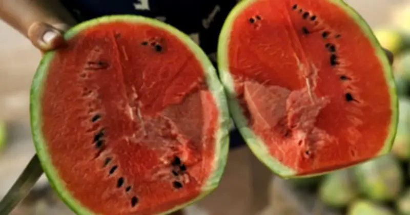 Nông dân Sài Gòn lâm cảnh trắng tay: Dưa hấu thối rữa, nợ nần chất chồng