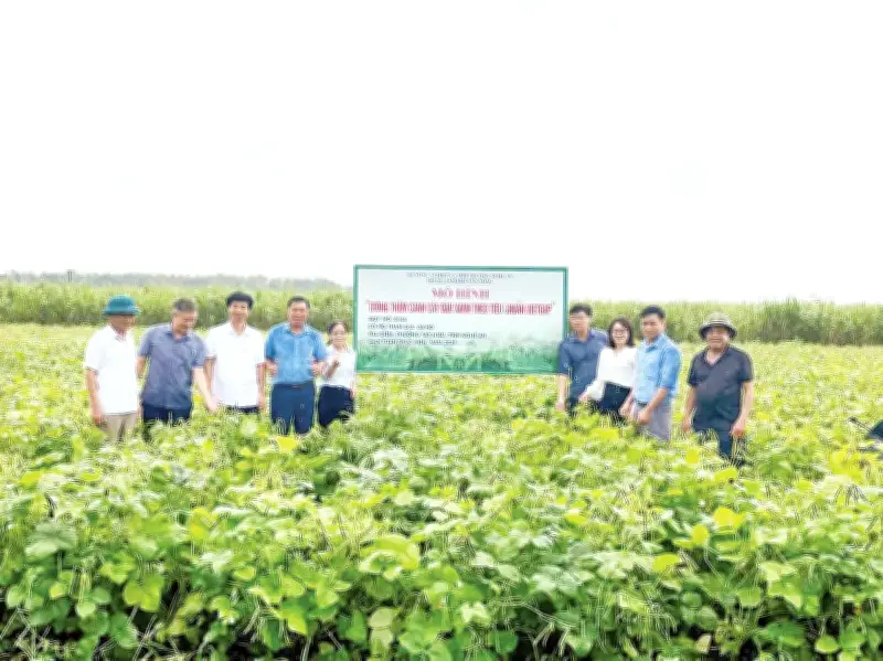 Nông dân Tây Hiếu đổi đời nhờ liên kết sản xuất và bao tiêu sản phẩm