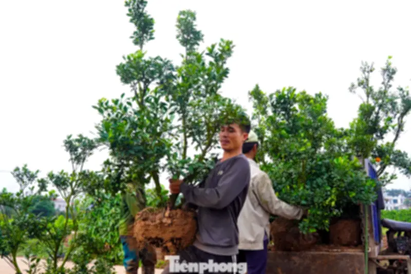 Nông dân Văn Giang rộn ràng sản xuất quất, bưởi cảnh sau Tết Nguyên đán