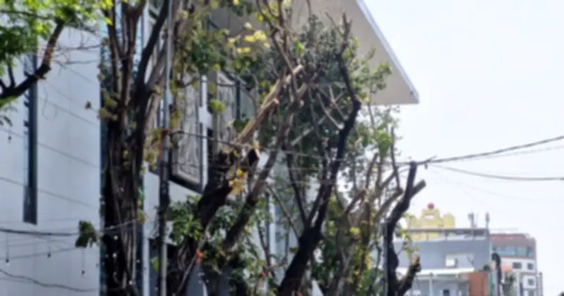 Đà Nẵng lý giải việc cắt trụi cây xanh trung tâm: Đảm bảo an toàn thi công