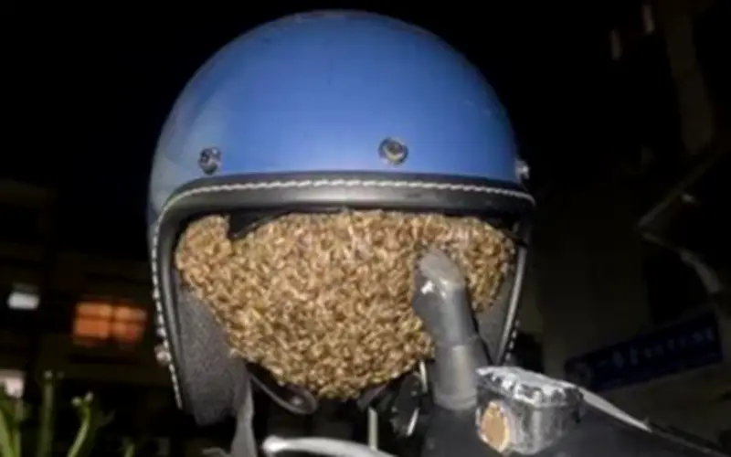 Ong làm tổ trong mũ bảo hiểm sau một đêm ở Đài Nam, phát hiện cả mật ong