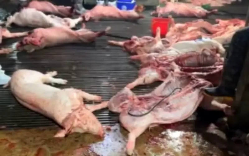 Phá Đường Dây Phù Phép Thịt Lợn Bệnh Vào Trường Học, 13 Người Thương Vong Do Dông Lốc