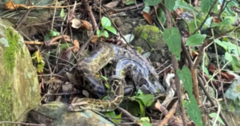 Phong Nha - Kẻ Bàng tái thả 11 cá thể động vật hoang dã về tự nhiên