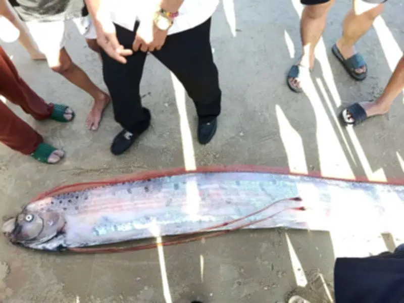 Phát hiện cá mái chèo khổng lồ dài gần 4 mét trôi dạt vào bờ biển Lâm Đồng