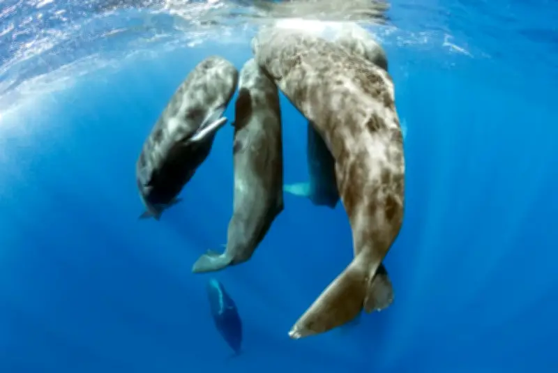 Phát hiện cá voi nhà táng bị đứt đuôi, nghi do vướng lưới đánh cá