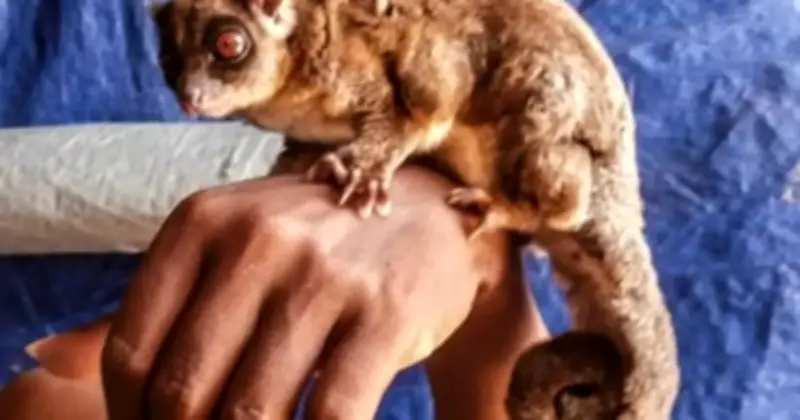 Phát hiện chấn động: Hai loài thú có túi tại New Guinea tái xuất sau 6.000 năm tuyệt chủng