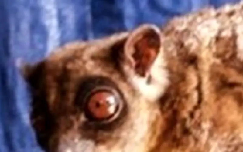 Phát hiện chấn động: Hai loài thú có túi tưởng tuyệt chủng 6.000 năm vẫn sống tại Indonesia