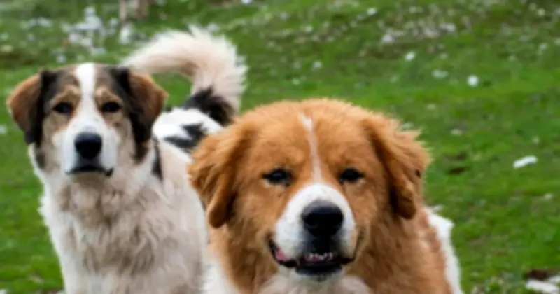 Phát hiện DNA chó cổ nhất lịch sử: Mối quan hệ 16.000 năm với con người