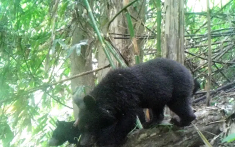 Phát Hiện Gấu Ngựa Quý Hiếm Tại Khu Bảo Tồn Pù Hu, Thanh Hóa