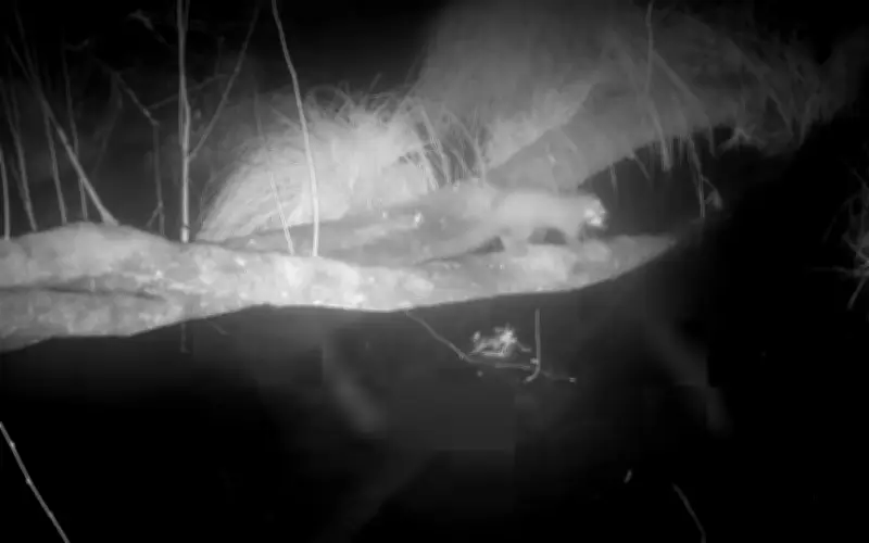 Phát Hiện Gây Kinh Ngạc: Chồn Thông Tái Xuất Ở Cornwall Sau Hơn Một Thế Kỷ